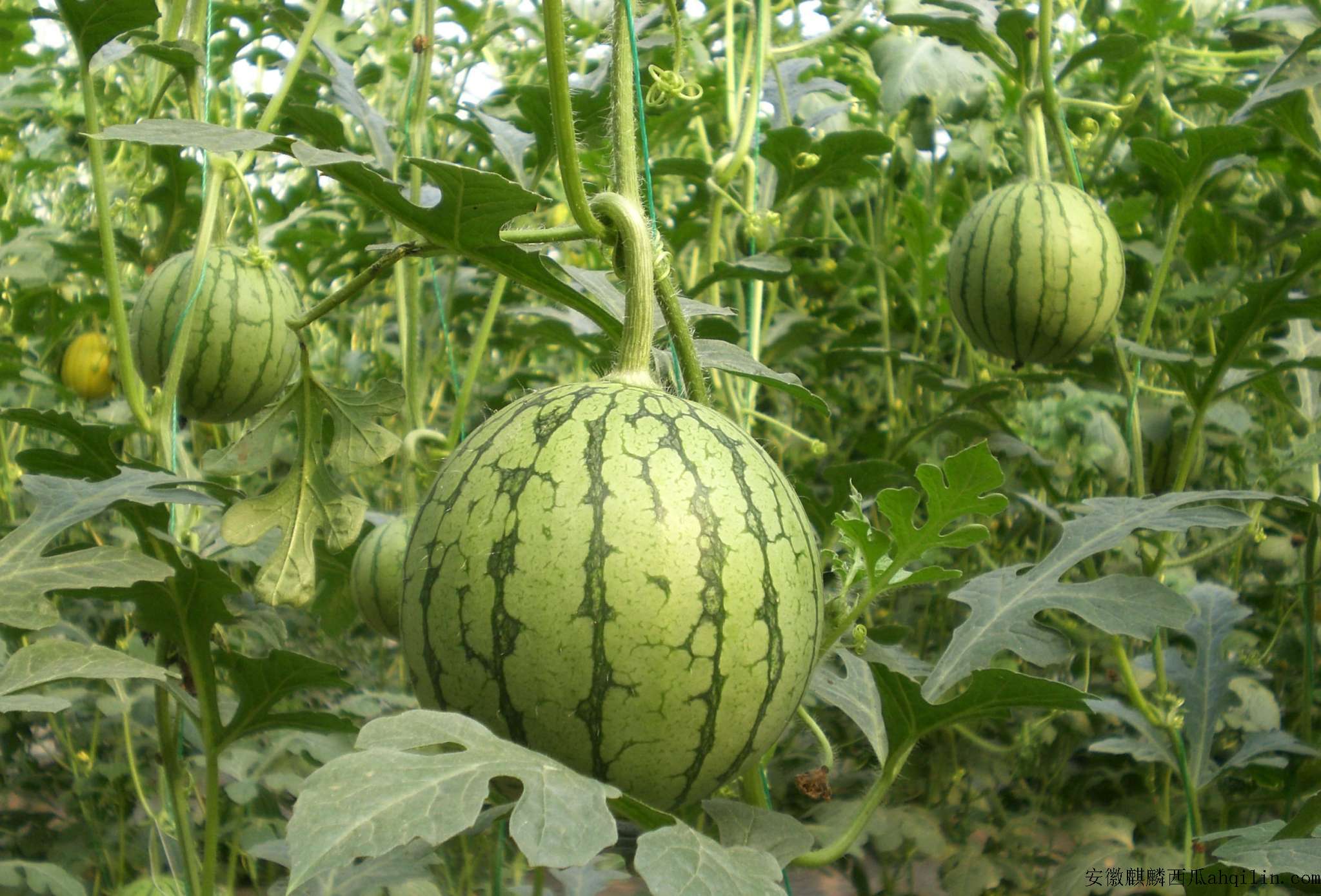 黑美人西瓜中毒-2016黑美人西瓜中毒|野西瓜|爆